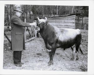 Howard Odum with one of his bulls.